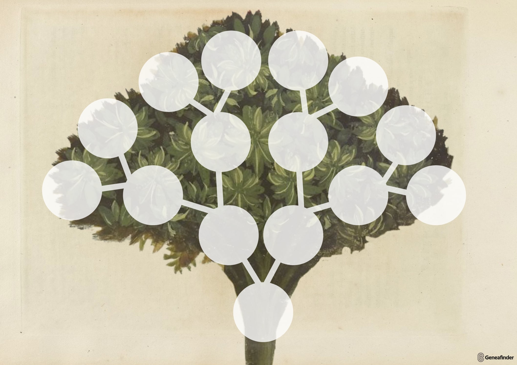 Arbre généalogique illustré classique 4 générations